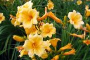 Visina:30-35cm, patuljasta vrsta
Cvetovi: žute boje, cvetaju od maja do prvih jesenjih mrazeva
Sadnja: na sunčano mesto
